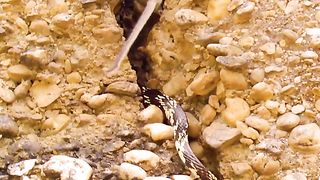 snakes eat rodents