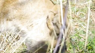The mother leopard is sad that her cub was eaten by a lion