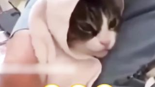funny cats