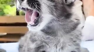 A family adopted a baby puma!!