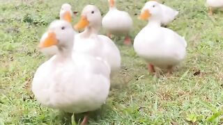 canard