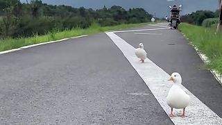 canard