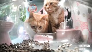 Mr. Grandpa (Cute Mustache) with his silly cat Fren
