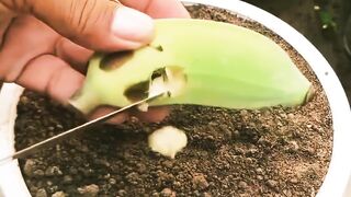grape and banana plant