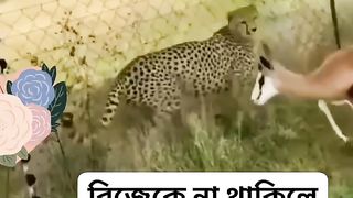 রিজিকের মালিক কে
