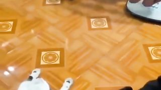 Funny cats