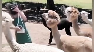 New funny video 2024