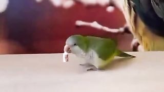 Smart parakeet