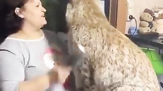 Woman adopts a Siberian lynx