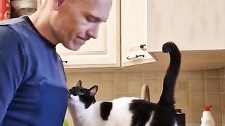 ???? cat lover