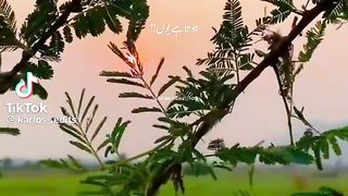 Fani video in Pakistan