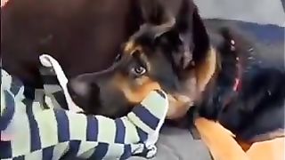 Dogs are guardian angels..????????????????