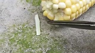 Part of world Insects