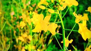Village video beautiful video