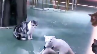Cats fighting