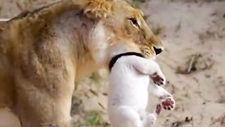 صغير اللبوه