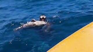 big# fish# caught# viral# video# clip@