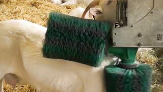 Animals short video