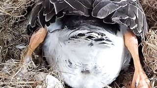 Duck egg