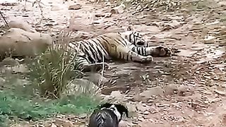 Tiger attack to dog ????????????