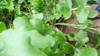Vegetable Harvest
