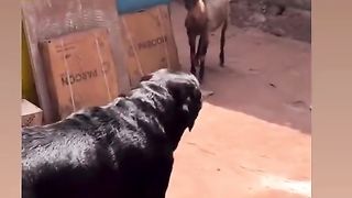 dog funny video ????????