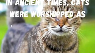 A Tribute to Cats Through the Ages