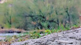 Natural and beauty view