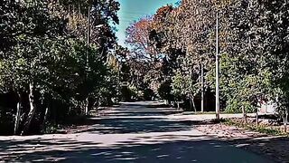 A beautiful road between the trees Sunny day