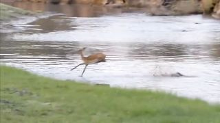 Deer Always Not Run