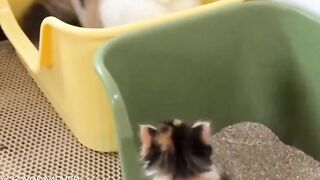 Cat playing hide and seek with a kitten..????????????