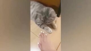 Funniest Animals Video - Best Cats and Dogs Videos