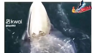 what an awesome video