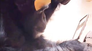 Monkey Hair Style