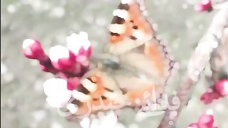 Beautiful butterfly