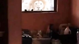 A man wakes up and finds a lion looking at him through his window.