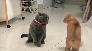 Fighting Pets