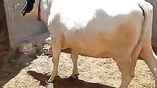 الاضحية