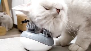 Cat massage
