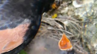 Bird short video