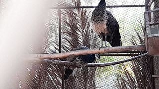 Beautiful pecok