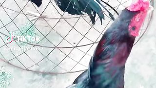 My video