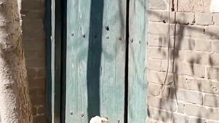 Dog lovers  cute dogs