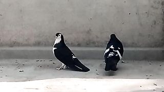 Beautiful birds beautiful peigon