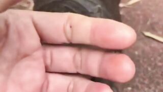 A cute baby hippo