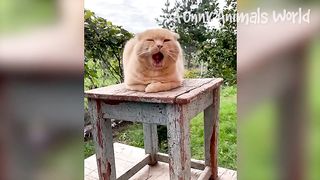 Funny pets