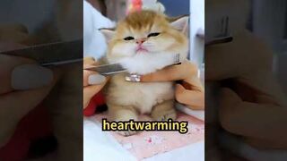 ????How Cats Say Goodbye Before Death???? #facts