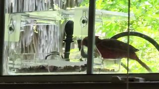 Amazon best product. Amazon.com - WENMIXER Window Bird Feeder with Non-Marking Self-Adhesive Hooks,