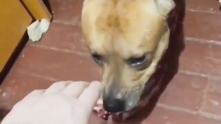 dogs reaction