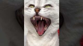 Funny cat and dogs ???????? episode #shorts #funny #animal #cats
